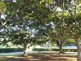 丸園 2